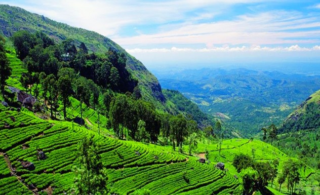 A visit to a tea factory in the tea country - Experience - Sri Lanka In Style